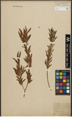 Foto von Salix purpurea L. x Salix viminalis L.